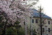 春・桜と講堂