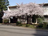 春・桜と図書館